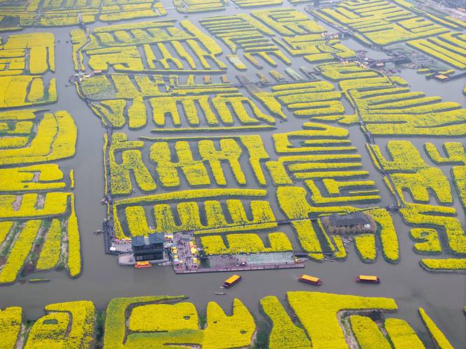 江苏油菜花旅游景点在哪里(图1)