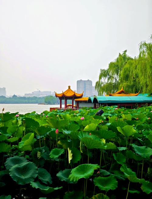 济南半日游推荐个旅游路线必须去的是大明湖和趵突泉麻烦帮忙下